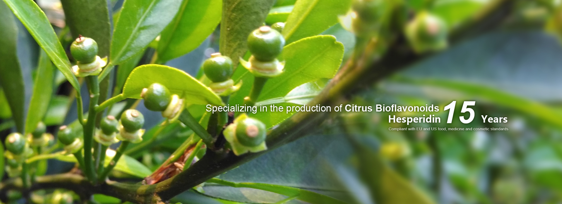 service details image