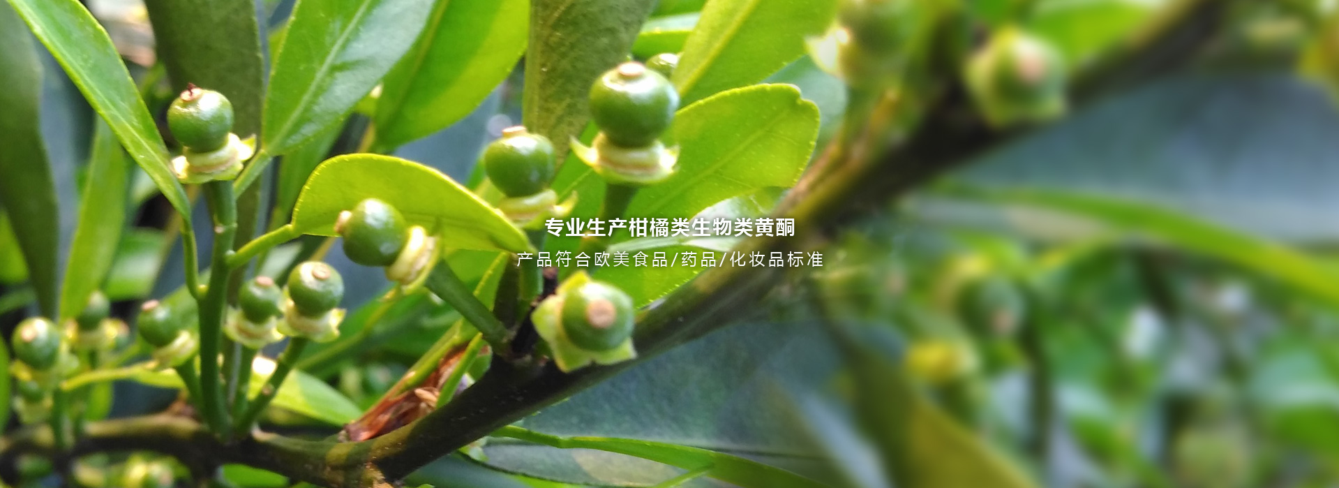 service details image